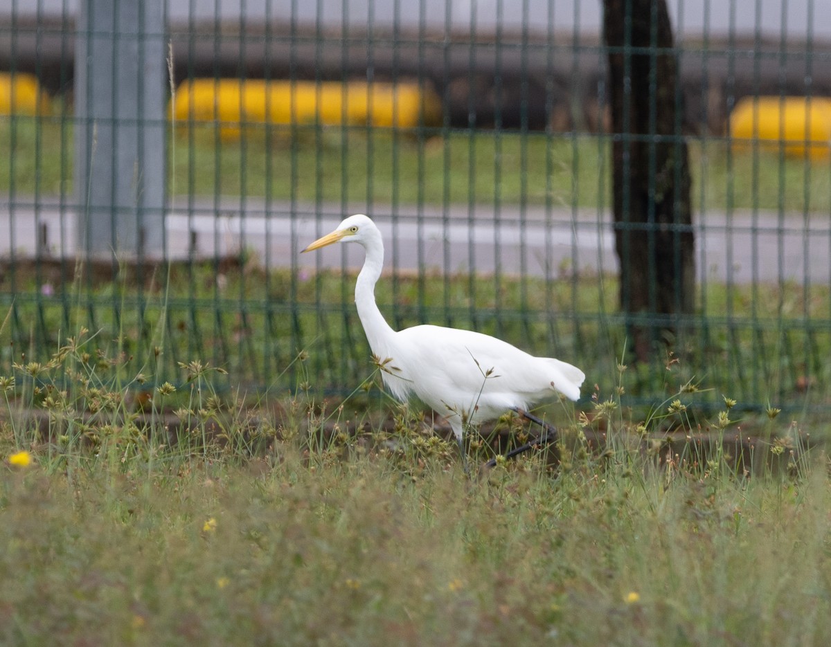 Medium Egret - ML625195851