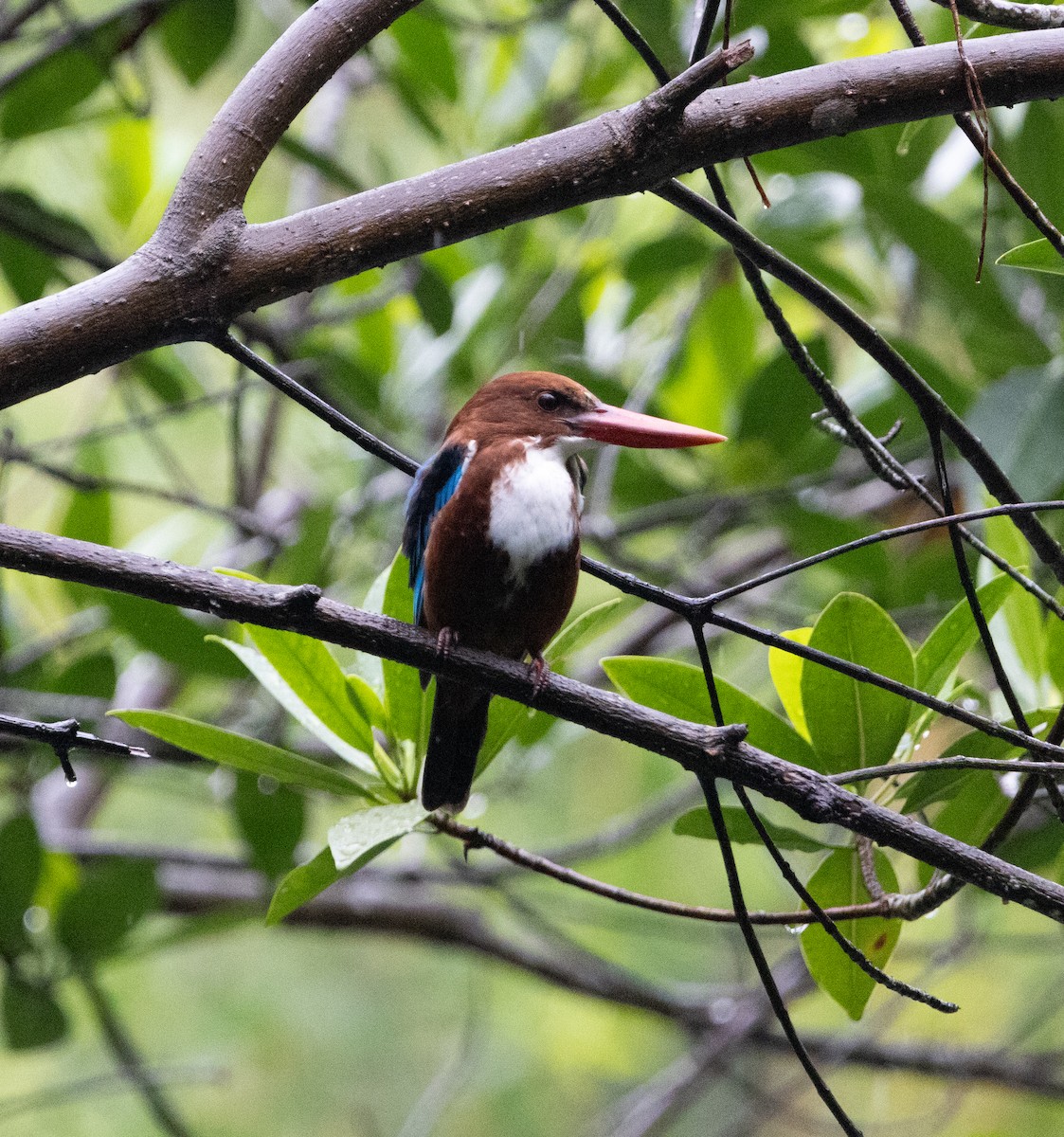 White-throated Kingfisher - ML625195866