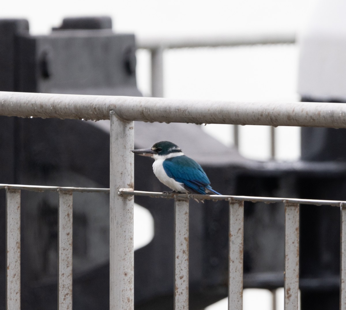 Collared Kingfisher - ML625195873