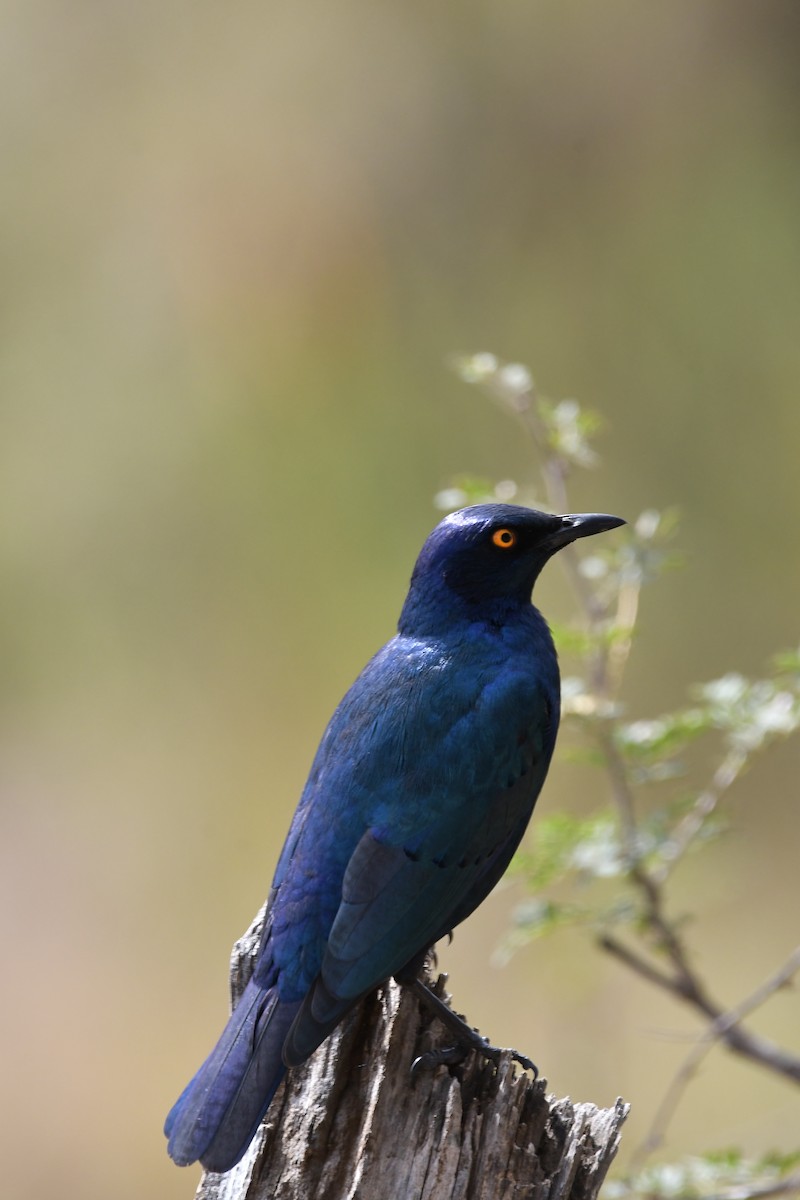 Greater Blue-eared Starling - ML625195876