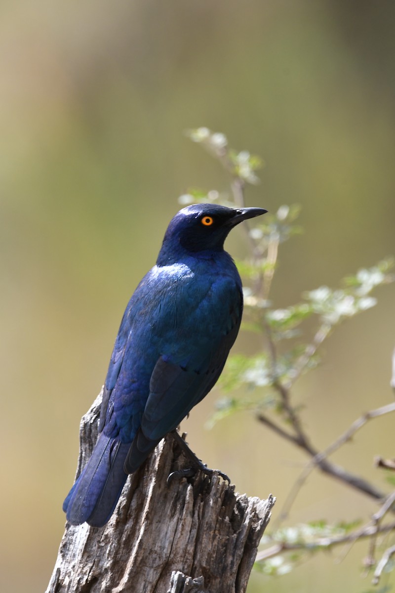 Greater Blue-eared Starling - ML625195877