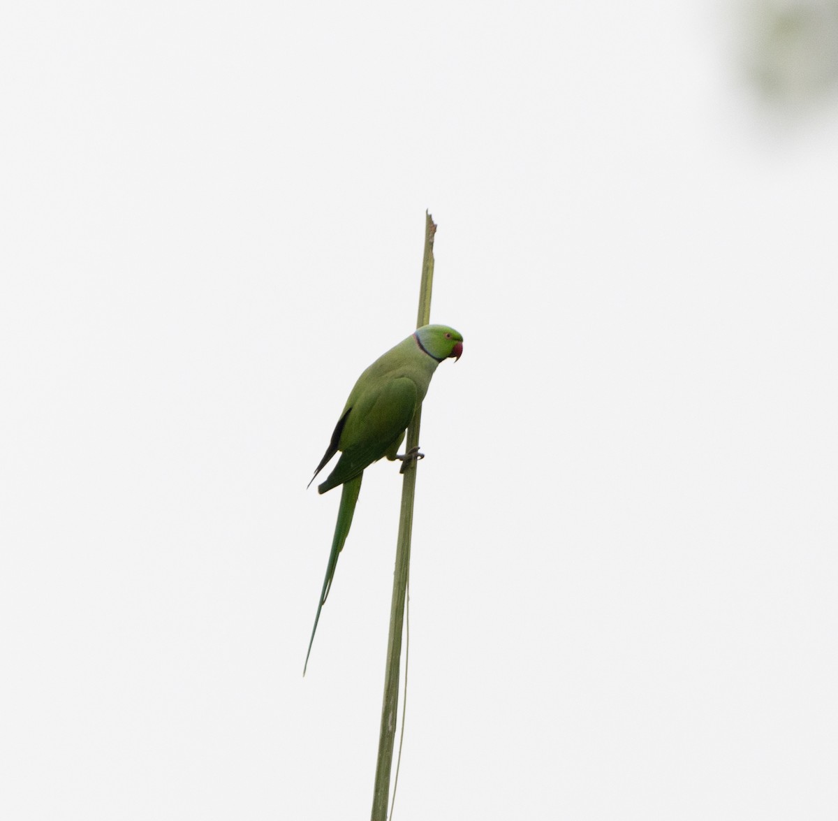 Rose-ringed Parakeet - ML625195879