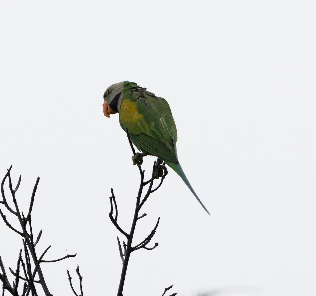 Red-breasted Parakeet - ML625195886