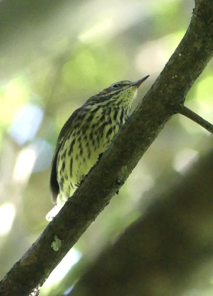 Northern Waterthrush - ML625195939