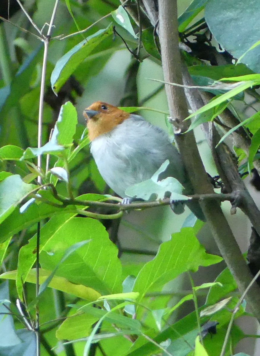 Fulvous-headed Tanager - ML625195950