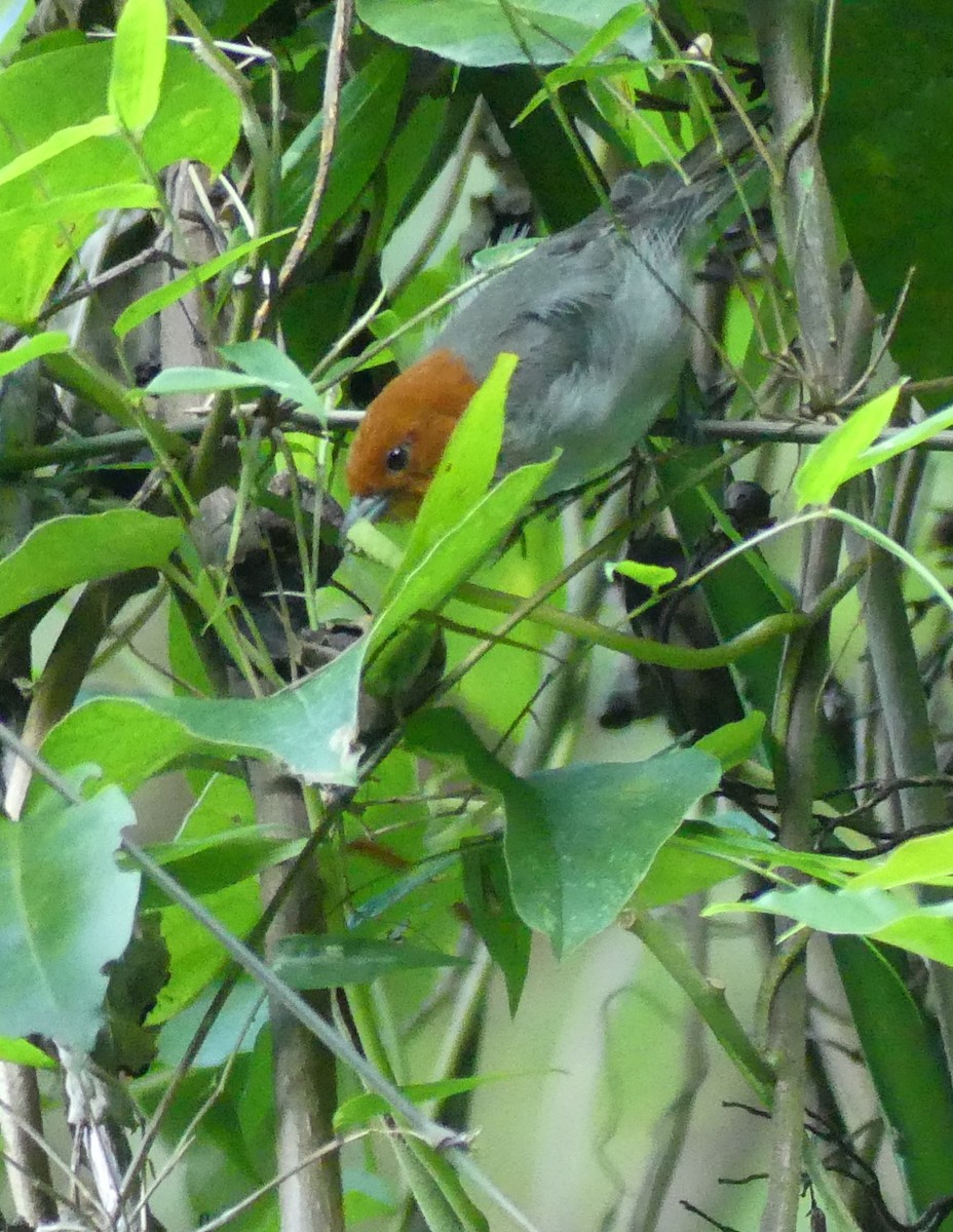 Fulvous-headed Tanager - ML625195957