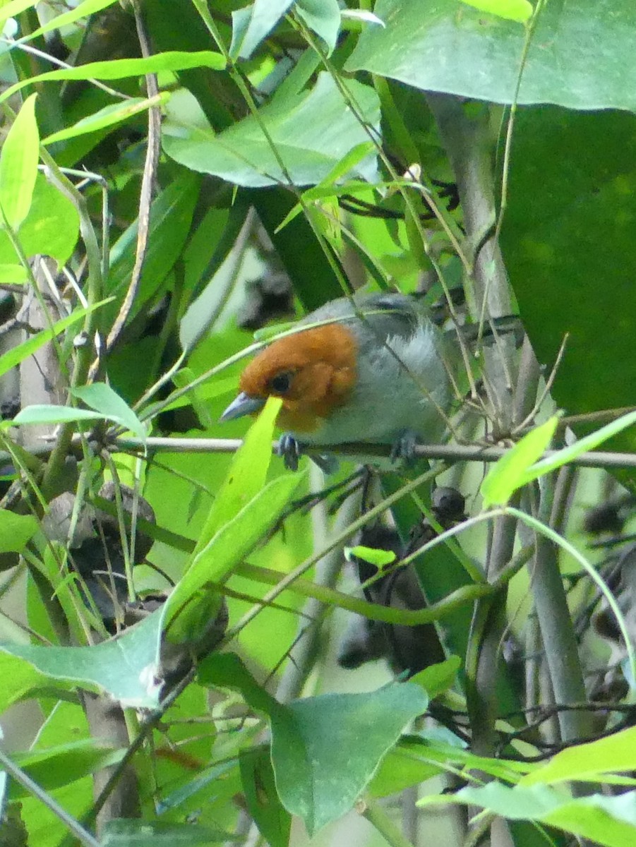 Fulvous-headed Tanager - ML625195960