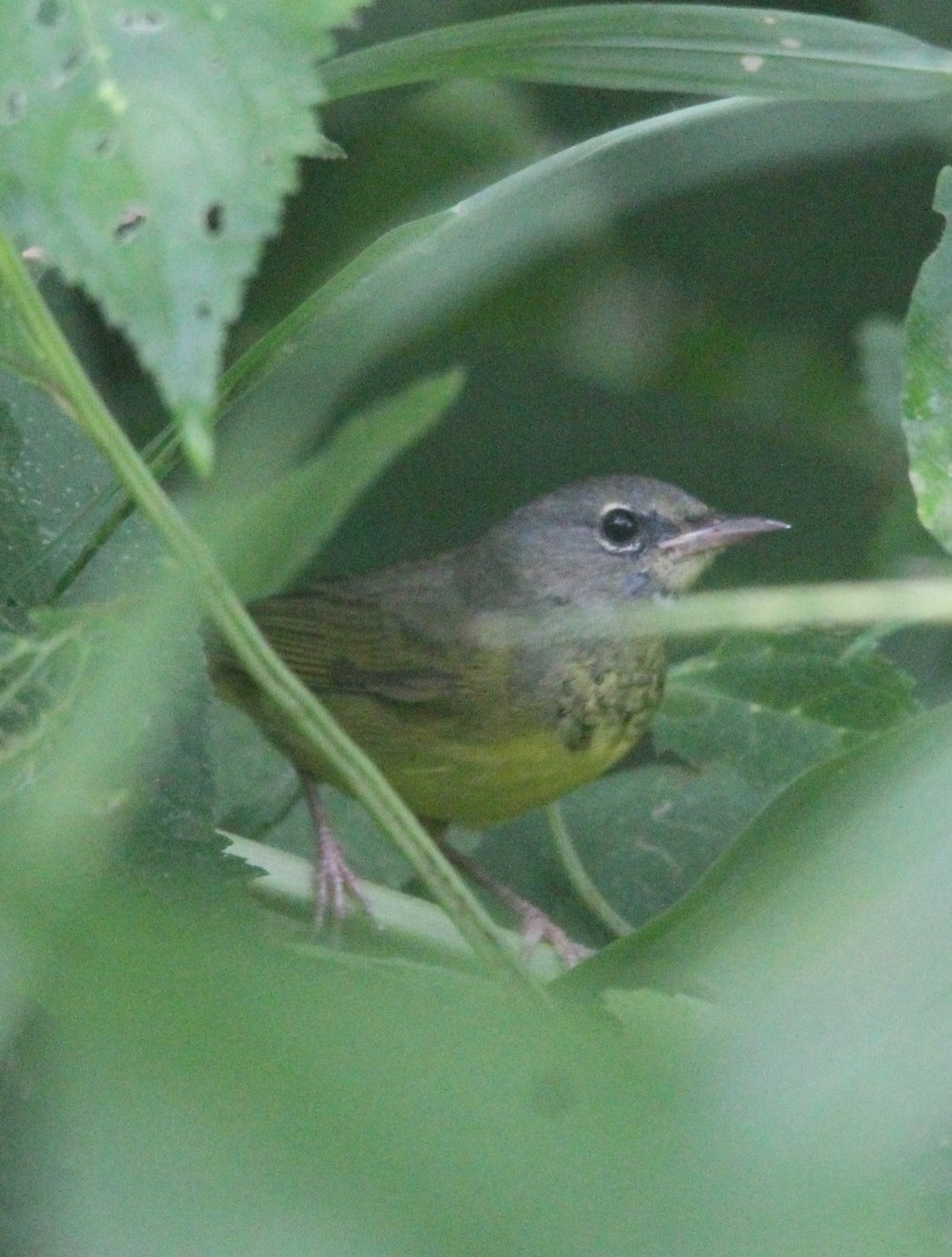 Mourning Warbler - ML625195971