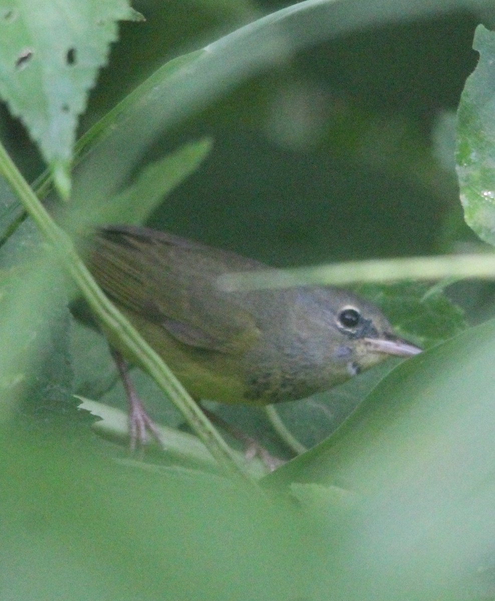 Mourning Warbler - ML625195972