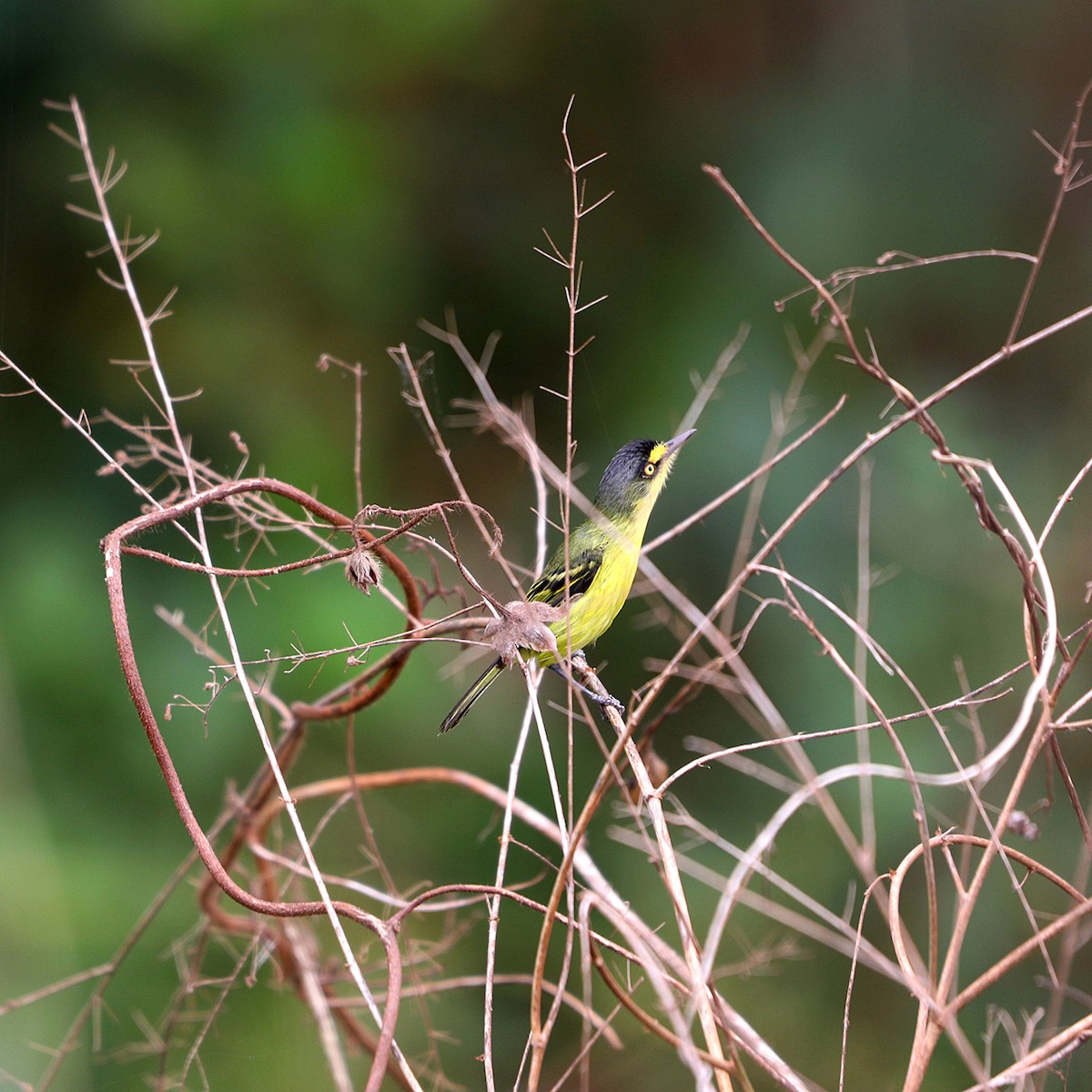 Gray-headed Tody-Flycatcher - ML625195974