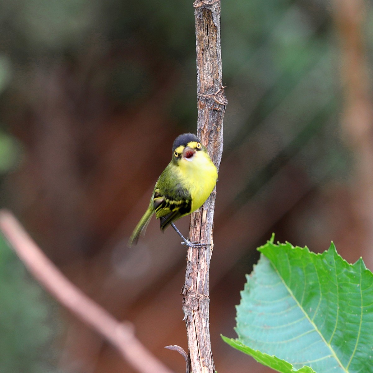 Gray-headed Tody-Flycatcher - Márcio Alves Cardoso