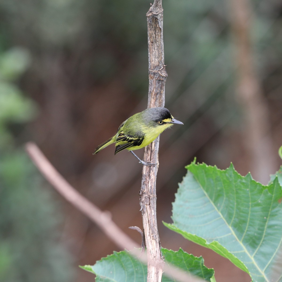 Gray-headed Tody-Flycatcher - ML625195993