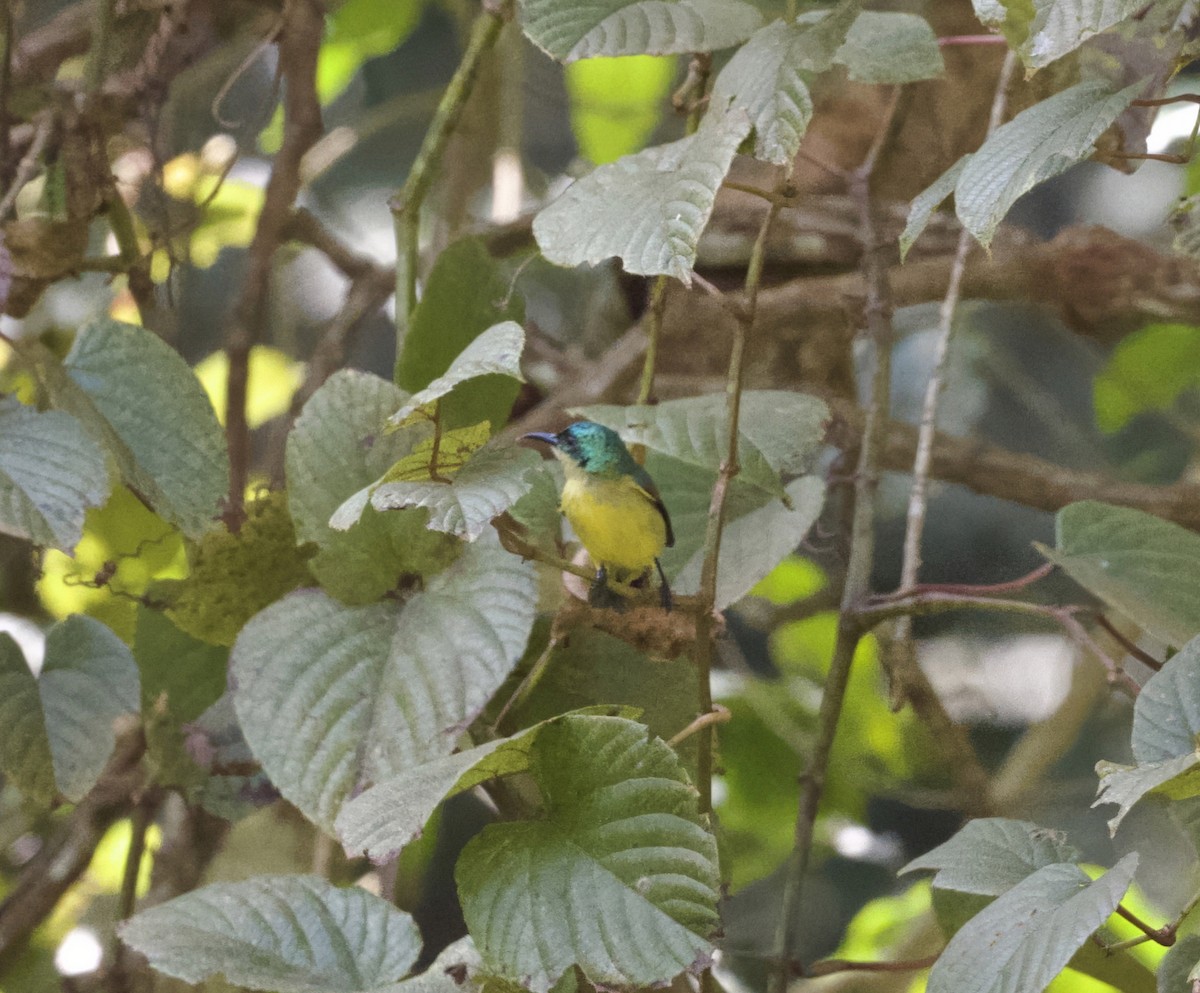 Collared Sunbird - ML625195999