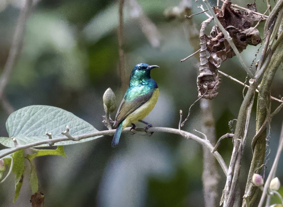 Collared Sunbird - ML625196001