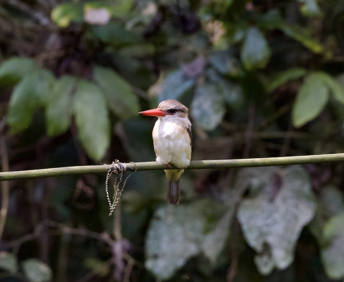 Brown-hooded Kingfisher - ML625196030