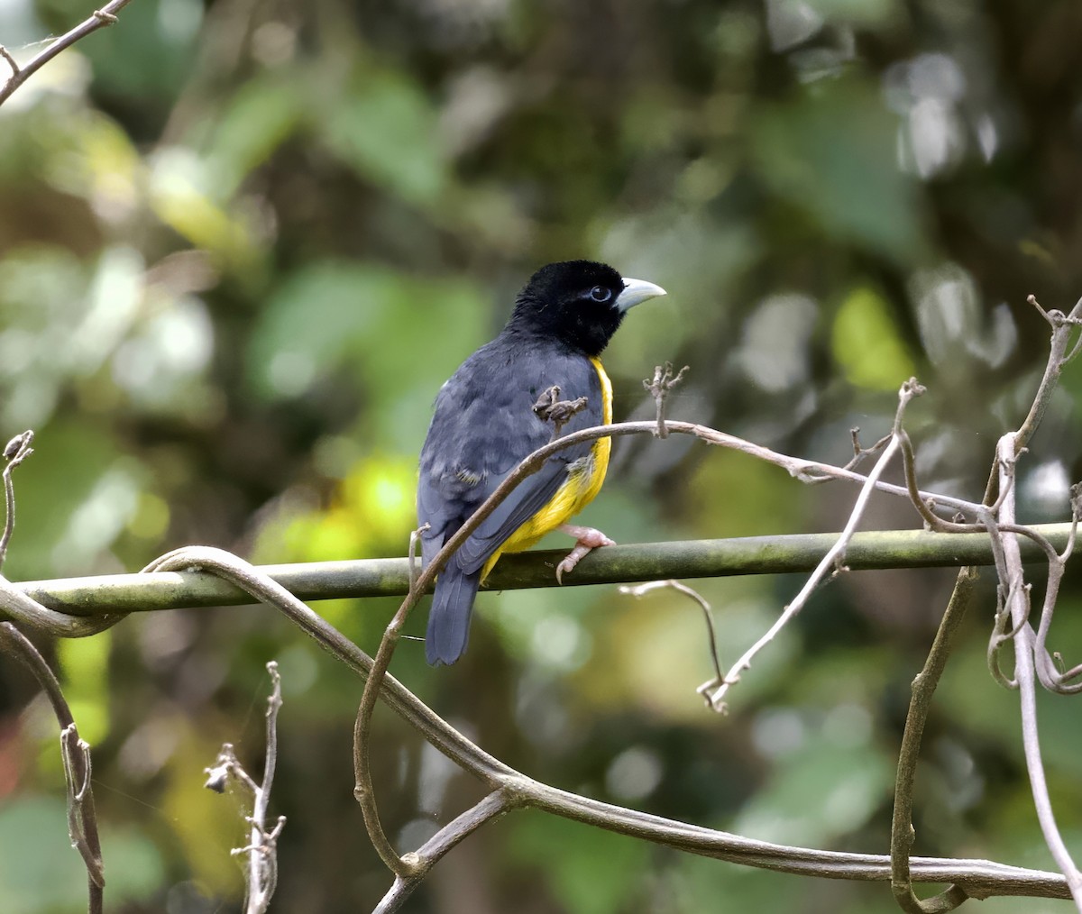 Dark-backed Weaver - ML625196038