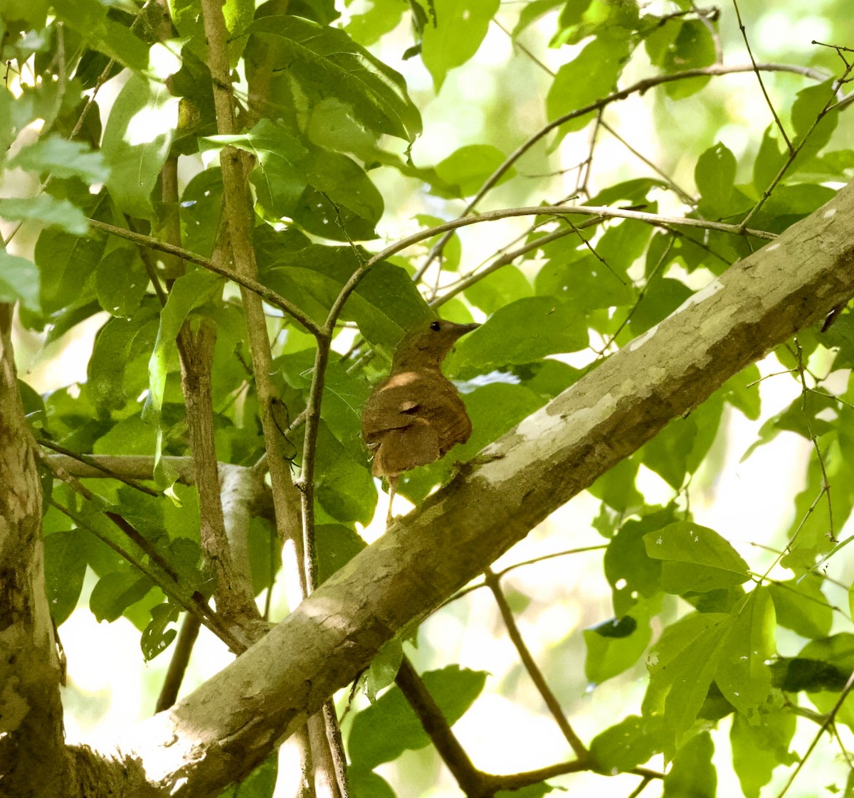 Red-tailed Ant-Thrush - ML625196059