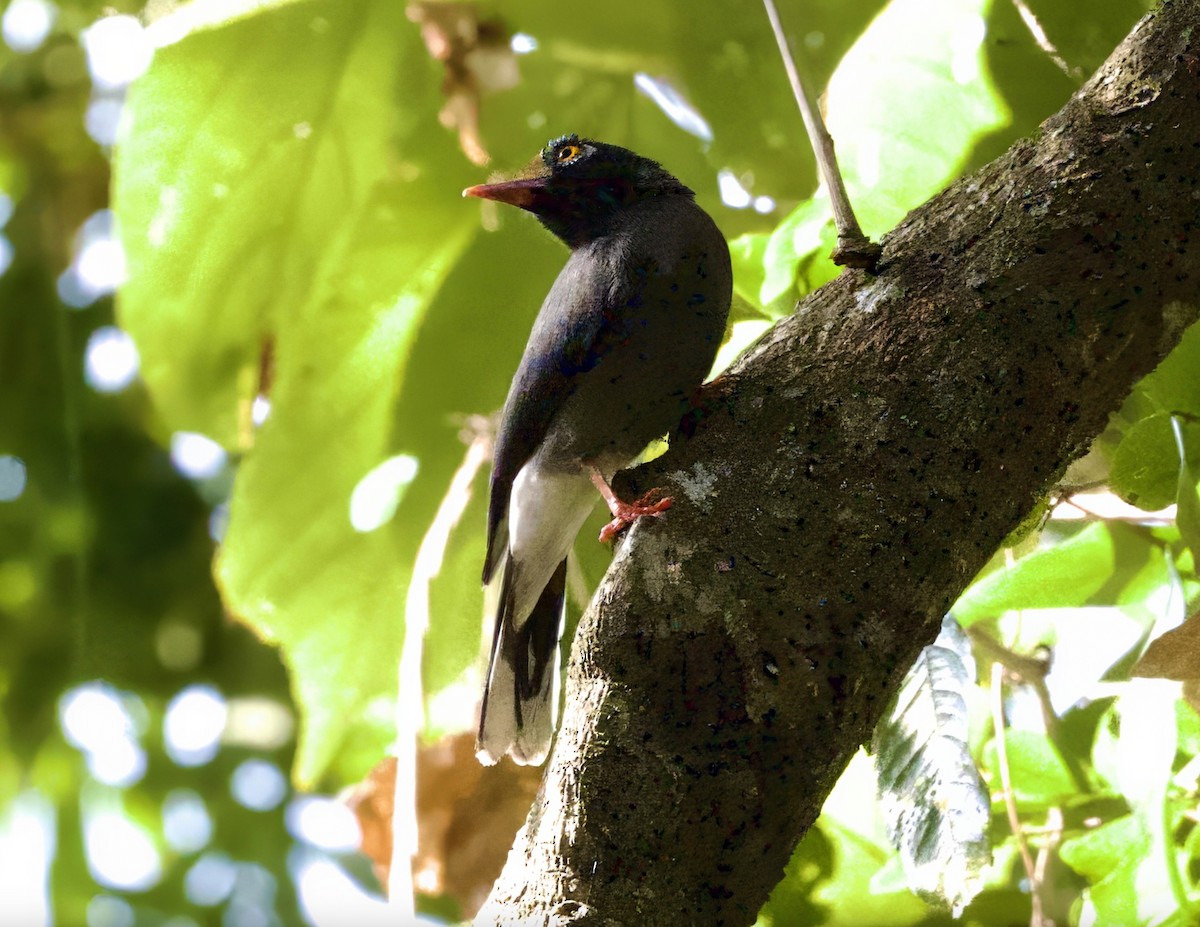 Chestnut-fronted Helmetshrike - ML625196063