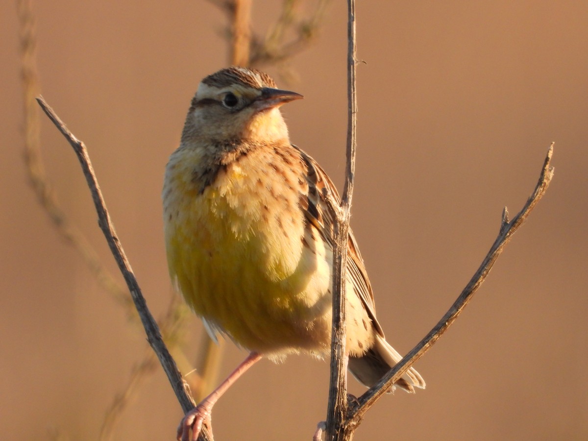 Eastern/Chihuahuan Meadowlark - ML625196084
