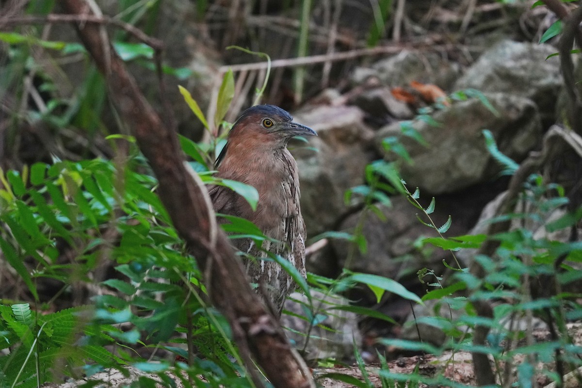 Malayan Night Heron - JingZu Tu