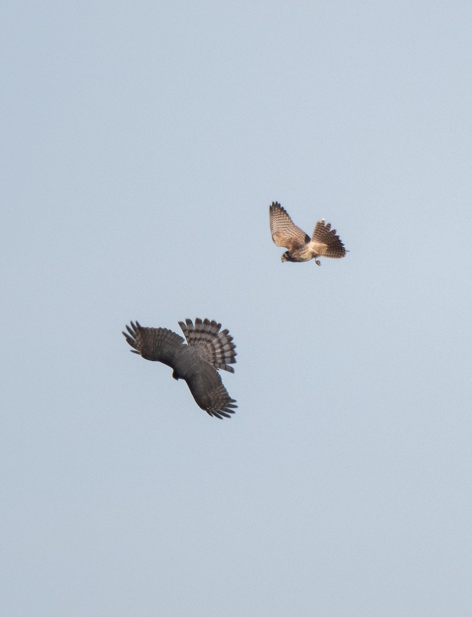 American Kestrel - ML625196200