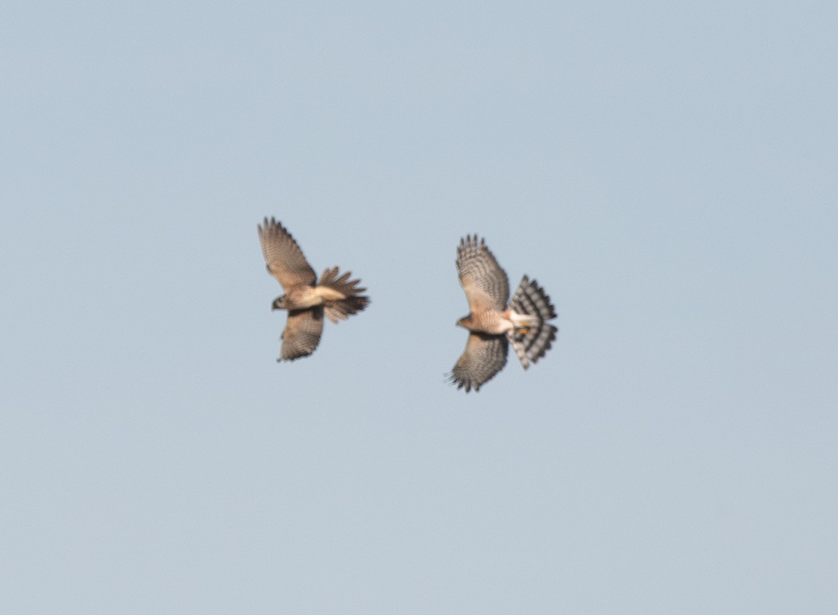 American Kestrel - ML625196201