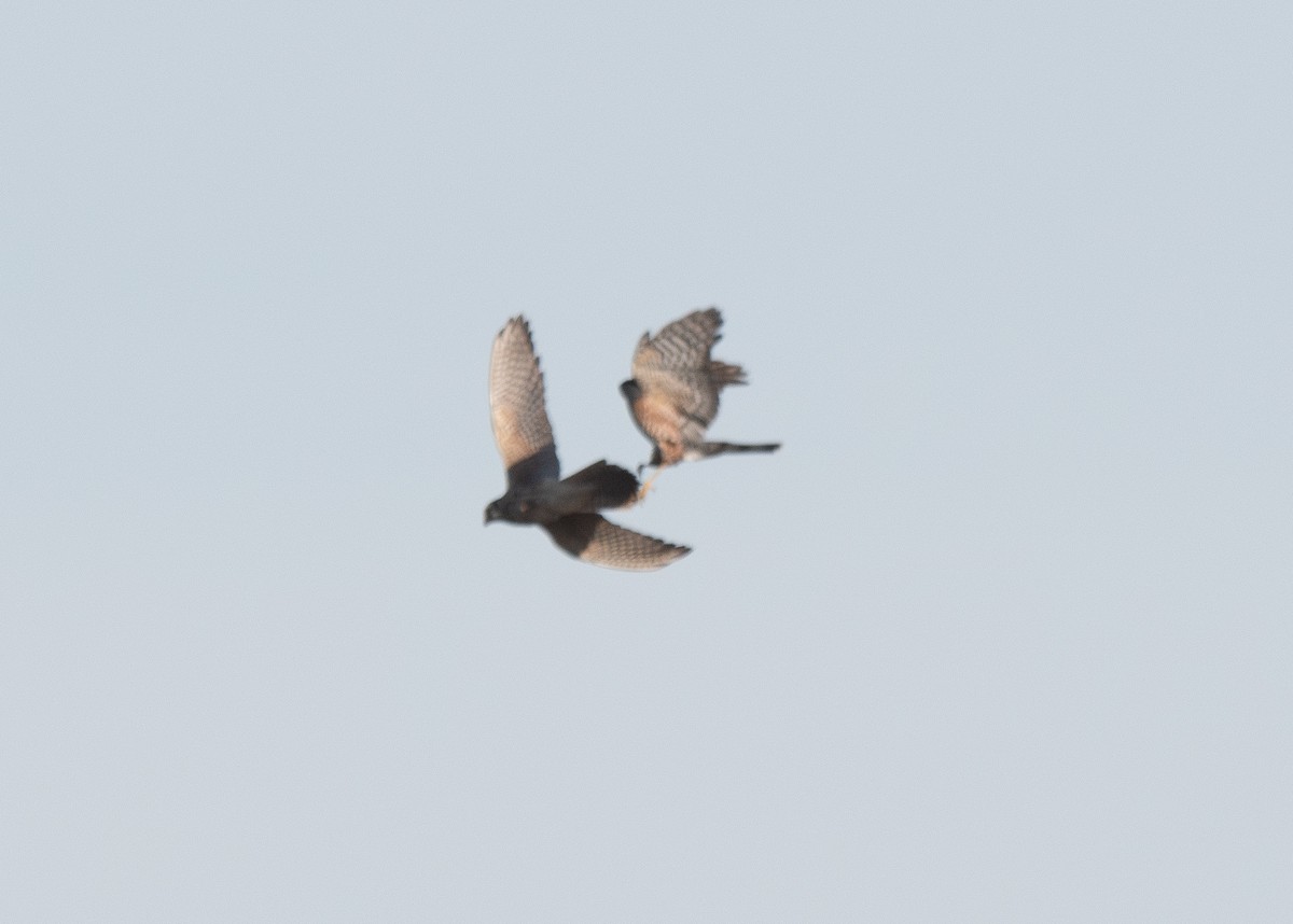 American Kestrel - ML625196207
