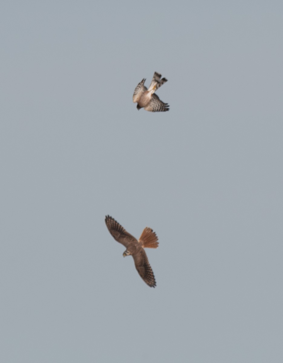 American Kestrel - ML625196209