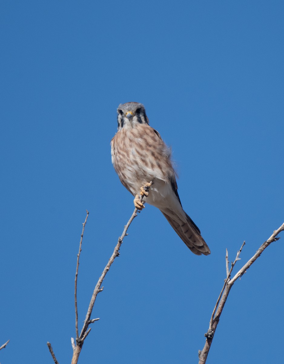 American Kestrel - ML625196240