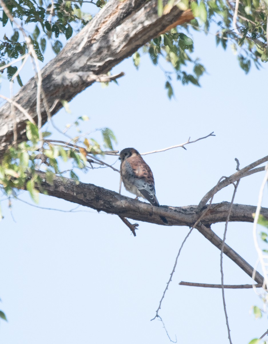 American Kestrel - ML625196242