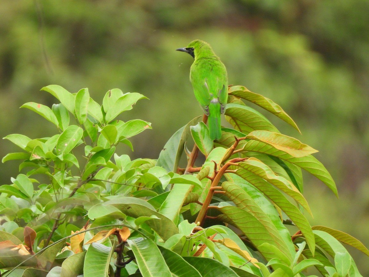 Lesser Green Leafbird - ML625196277