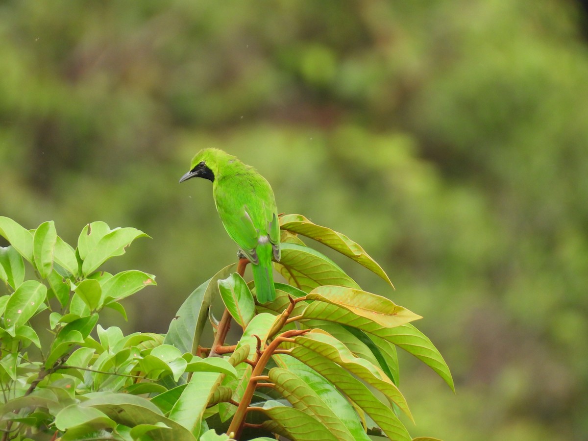 Lesser Green Leafbird - ML625196278