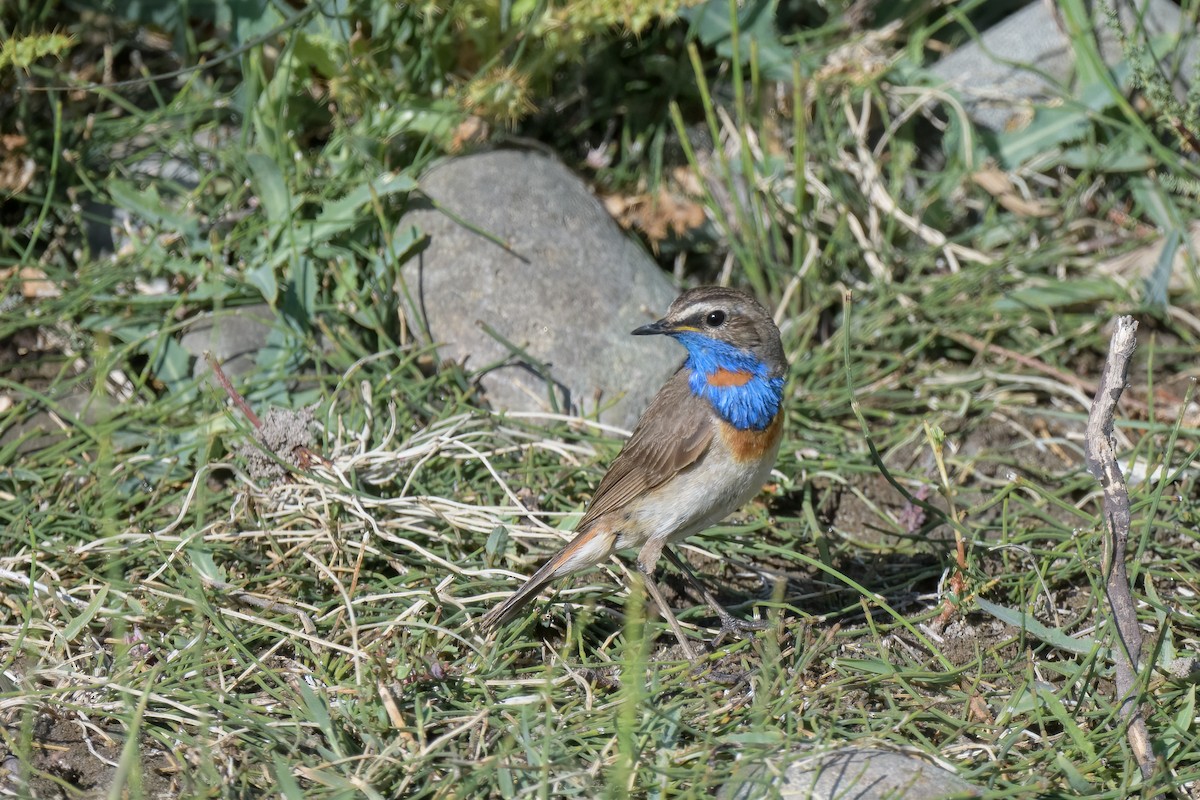 Bluethroat (Red-spotted) - ML625196322