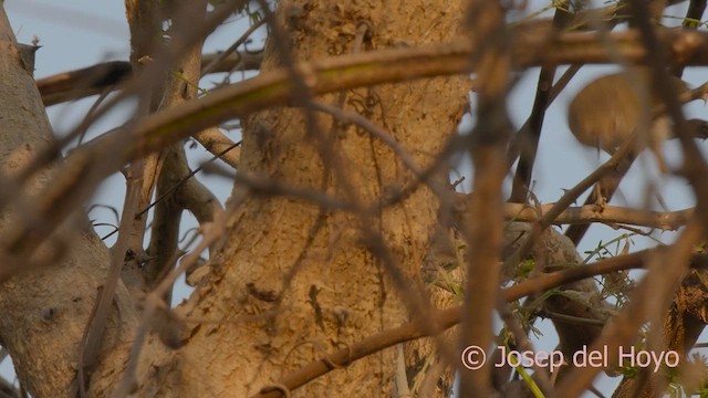 Green-backed Camaroptera (Gray-backed) - ML625196424