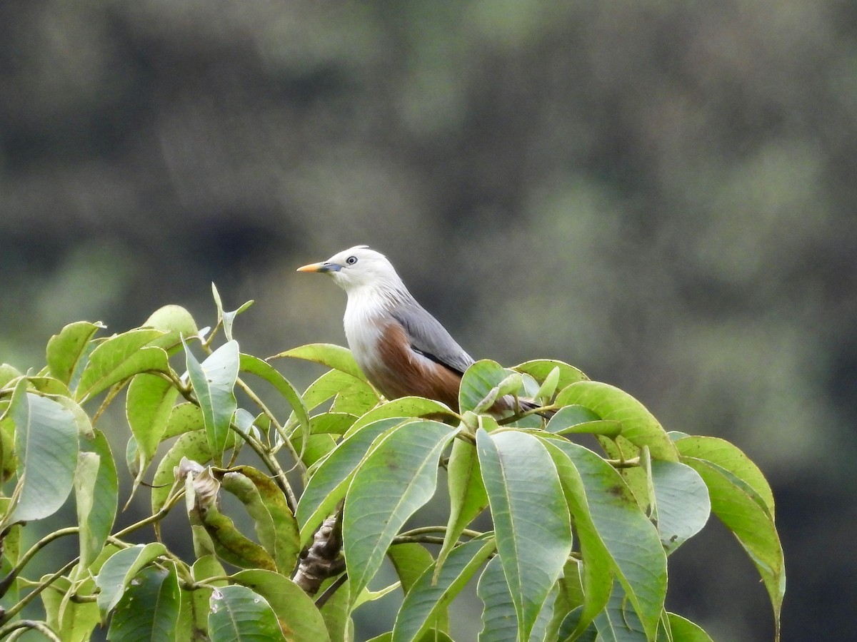 Malabar Starling - ML625196435