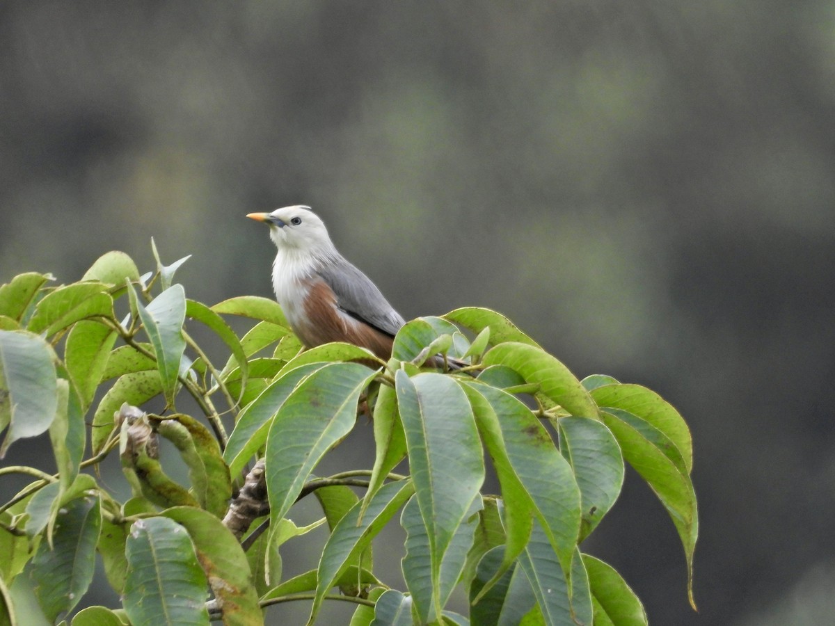 Malabar Starling - ML625196436