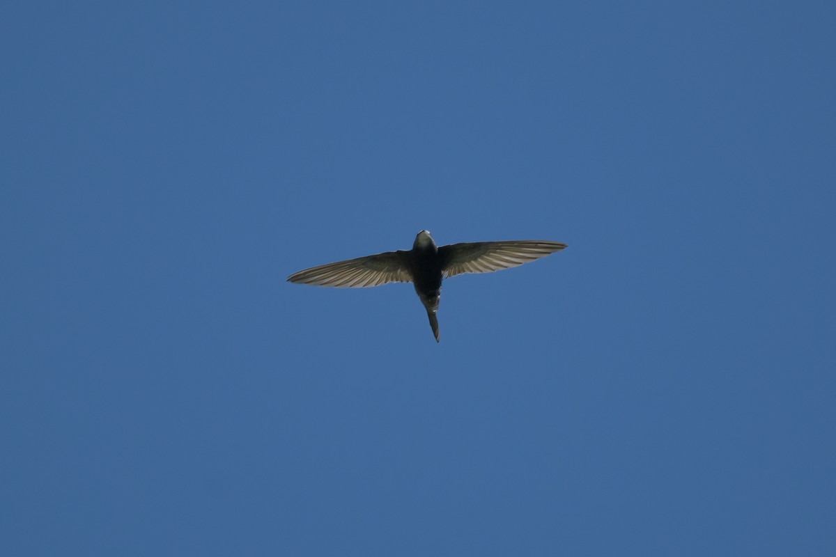 Common Swift - ML625196448