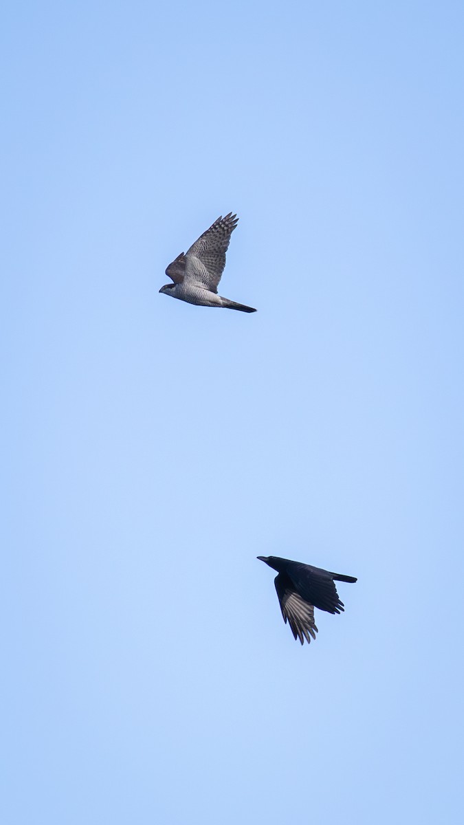 Eurasian Goshawk - ML625196450