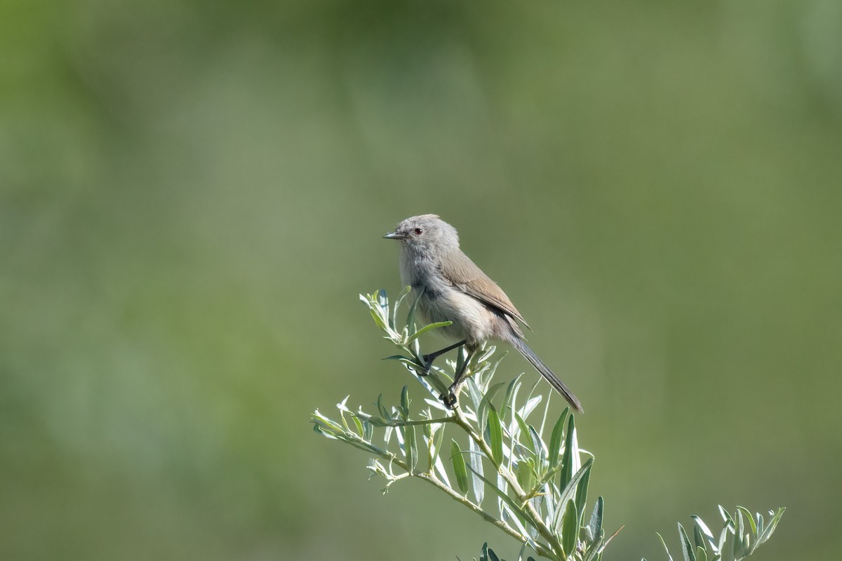 White-browed Tit-Warbler - ML625196457