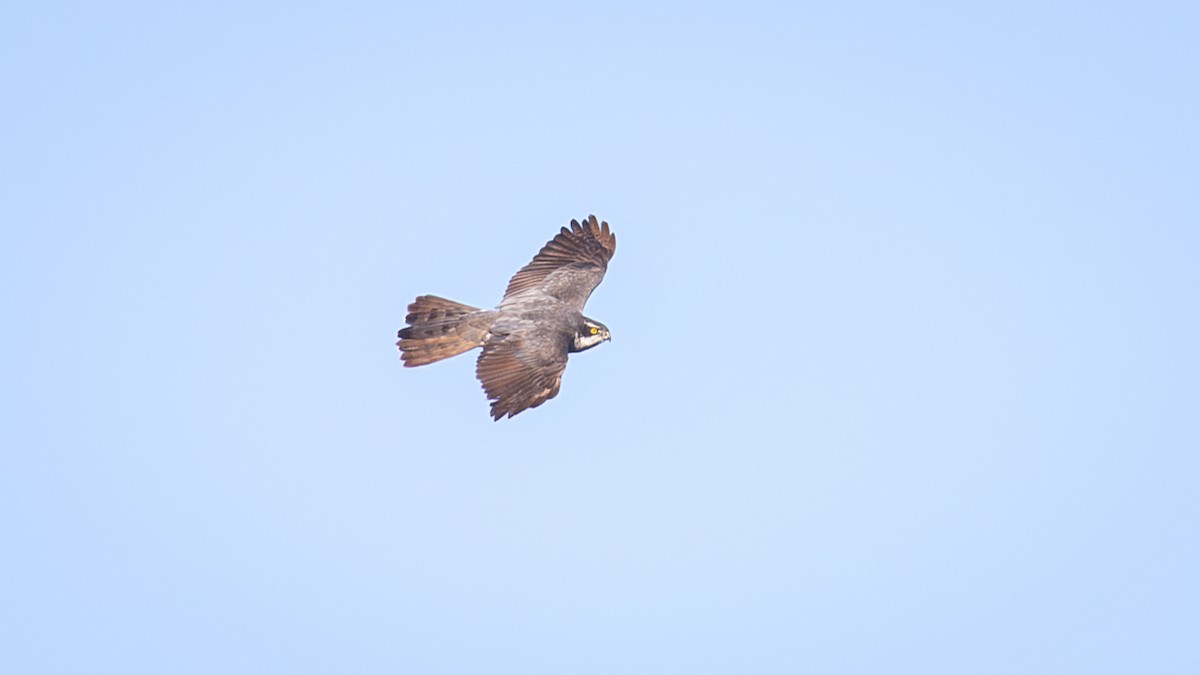 Eurasian Goshawk - ML625196462