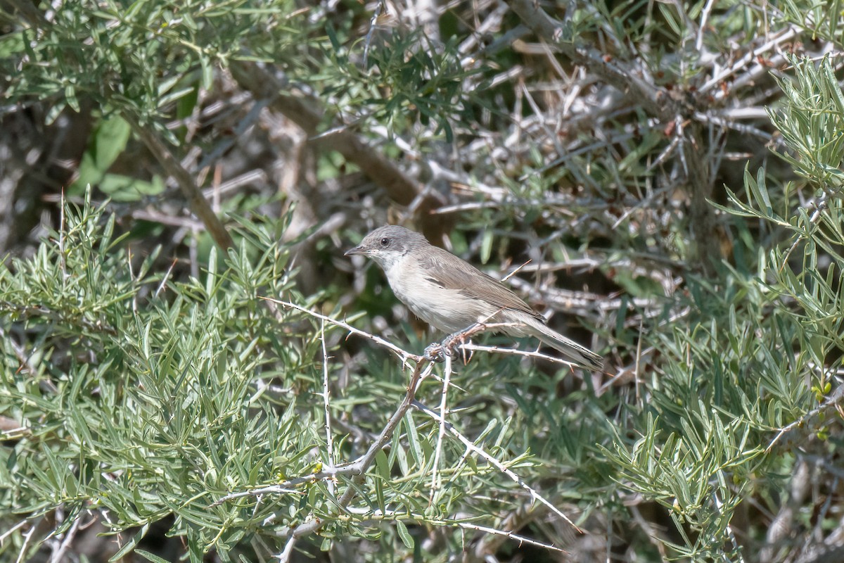 Lesser Whitethroat (Hume's) - ML625196464