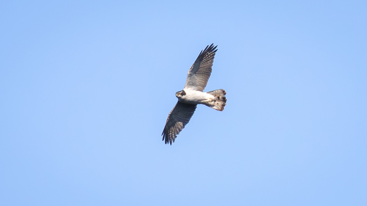 Eurasian Goshawk - ML625196466