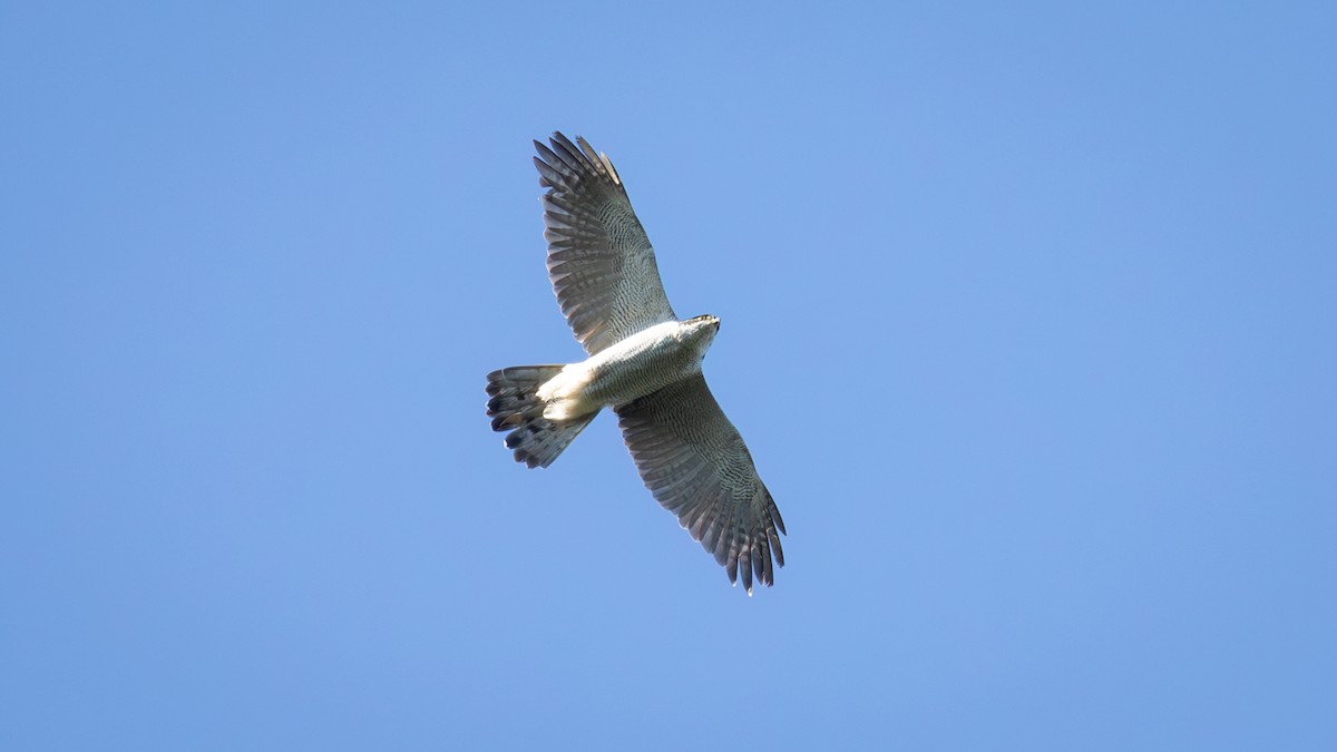 Eurasian Goshawk - ML625196467