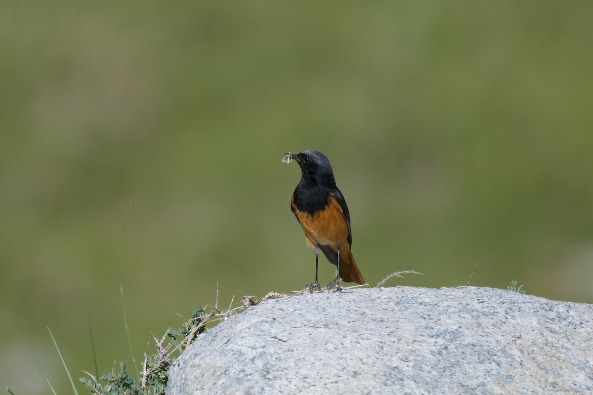 Black Redstart - ML625196470