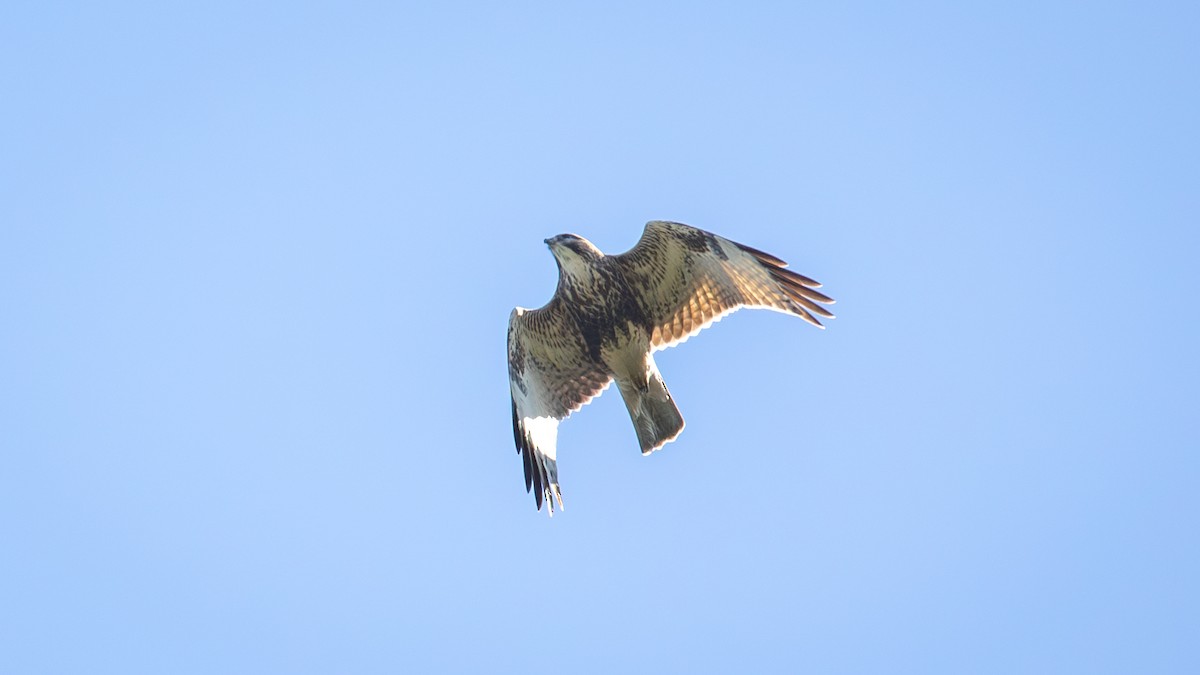 Eastern Buzzard - ML625196515