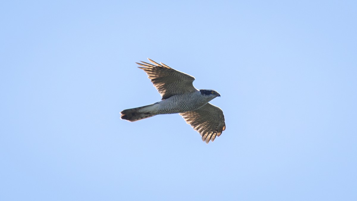 Eurasian Goshawk - ML625196517