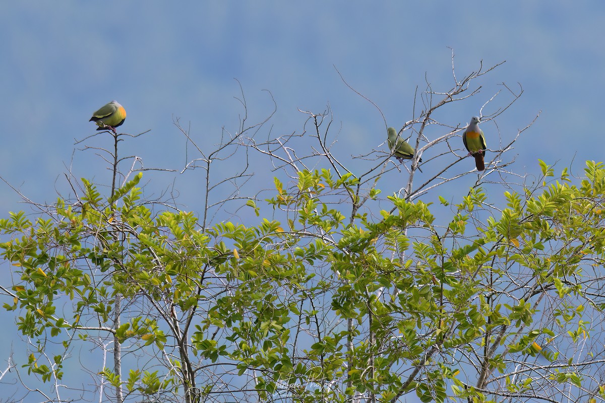 Pink-necked Green-Pigeon - Allan Barredo