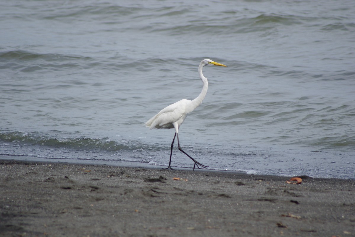 Great Egret - ML625196568