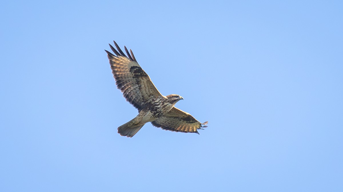 Eastern Buzzard - ML625196597