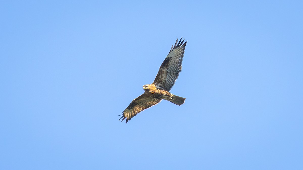 Eastern Buzzard - ML625196598